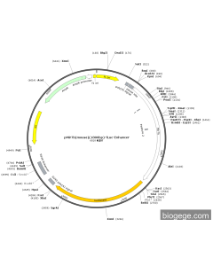 pMir7b(mouse)(1800bp)-Fluc-Enhancer