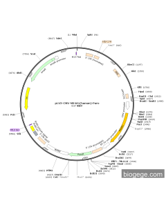 pLV3-CMV-MS4A1(human)-Puro