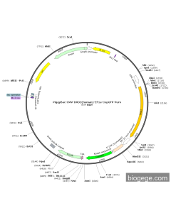 PiggyBac-CMV-DRD2(human)-EF1a-CopGFP-Puro