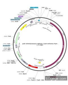 pU6-NR4A2(mouse)-sgRNA1-Cas9-mCherry-Puro