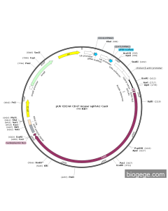 pU6-CD24A-CD47-mouse-sgRNA1-Cas9
