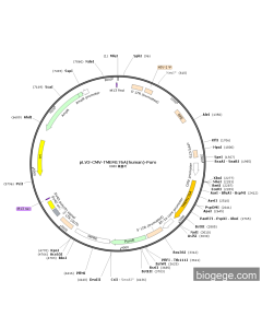 pLV3-CMV-TMEM176A(human)-Puro