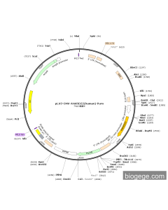 pLV3-CMV-ANKRD22(human)-Puro