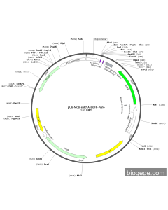 pU6-MCS-shRNA-EGFP-Puro