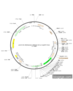 pLV3-U6-AR(human)-shRNA2-EF1a-CopGFP-Puro