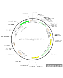 pLV2-U6-GRM8(human)-shRNA2-CMV-EGFP-Puro