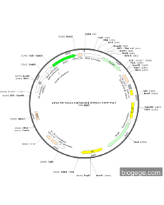 pLV2-U6-SLC11A2(human)-shRNA1-EGFP-Puro