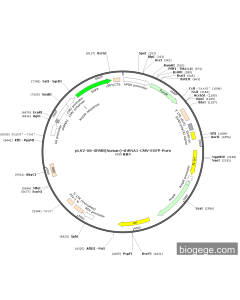 pLV2-U6-GRM8(human)-shRNA1-CMV-EGFP-Puro