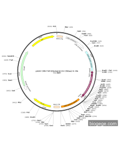 pAAV-CMV-FGF2(human)(154-358aa)-6×His
