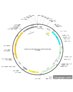 pPGK-Fluc-HNF1B(mouse)-3UTR-SV40-Rluc