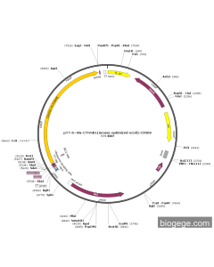 pT7-6×His-CTNNB1(mouse-optimized-ecoli)-C300S