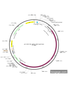 p3×NFAT-RE-sgRNA-CBH-Cas9-Puro