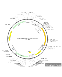 pCMV-CCR8(mouse)-3×FLAG-SV40-Neo