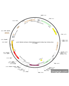 pLV2-TRE3GS-mCherry-TMEM120B(human)(78-339a)-Myc-TetOne-Puro