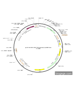 pLV2-U6-MCS-CMV-THY1(mouse)-Q108R-Puro
