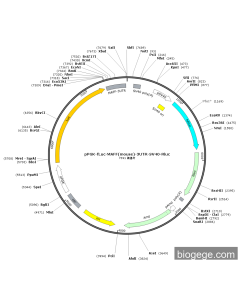 pPGK-Fluc-MAFF(mouse)-3UTR-SV40-Rluc