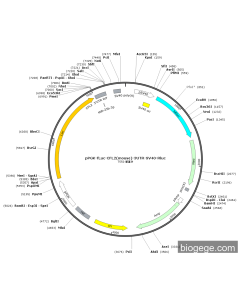pPGK-Fluc-CFL2(mouse)-3UTR-SV40-Rluc