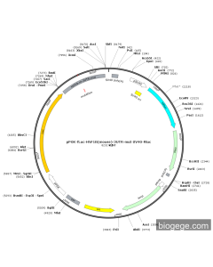 pPGK-Fluc-HNF1B(mouse)-3UTR-mut-SV40-Rluc