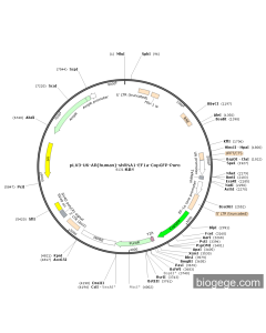 pLV3-U6-AR(human)-shRNA1-EF1a-CopGFP-Puro