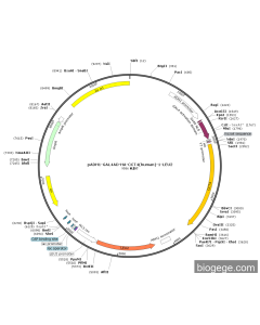 pADH1-GAL4AD-HA-CCT4(human)-1-LEU2