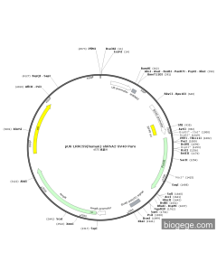 pU6-LRRC59(human)-shRNA2-SV40-Puro
