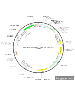 pLV2-U6-GRM8(human)-shRNA3-CMV-EGFP-Puro