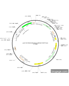pLV2-U6-HDAC2(human)-shRNA2-EGFP-Puro