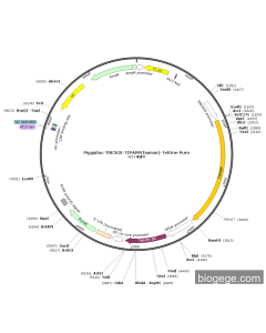 PiggyBac-TRE3GS-TIPARP(human)-TetOne-Puro