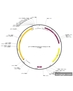 pT7-CYP8B1(human)(25-504aa)-6×His