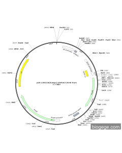 pU6-LRRC59(human)-shRNA3-SV40-Puro