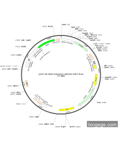 pLV2-U6-HDAC1(human)-shRNA3-EGFP-Puro