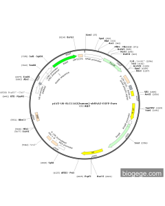 pLV2-U6-SLC11A2(human)-shRNA2-EGFP-Puro