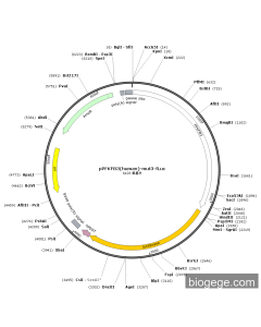 pPFKFB3(human)-mut3-Fluc