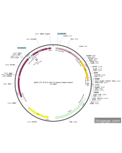 pGEX-4T1-P19-6×His-T7-Gene1-Linker-Gene2