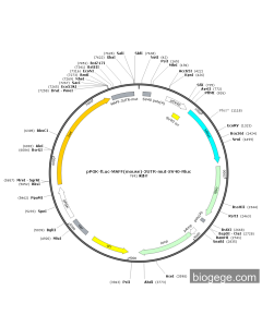 pPGK-Fluc-MAFF(mouse)-3UTR-mut-SV40-Rluc