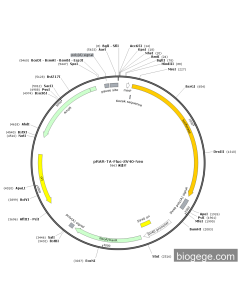 pRAR-TA-Fluc-SV40-Neo