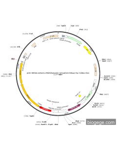 pLV2-TRE3GS-mCherry-ZMIZ2(human)(1-527aa)(545-920aa)-Myc-TetOne-Puro