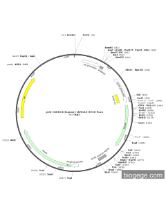 pU6-CUEDC1(human)-shRNA3-SV40-Puro