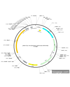 pPGK-Fluc-CFL2(mouse)-3UTR-mut-SV40-Rluc