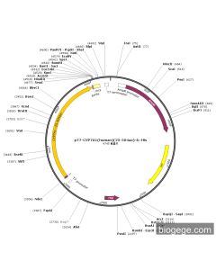 pT7-CYP7A1(human)(25-504aa)-6×His