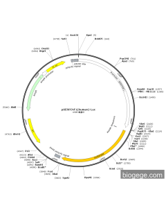 pSERPINF1(human)-Luc