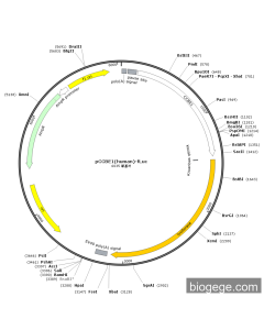 pCCBE1(human)-Fluc