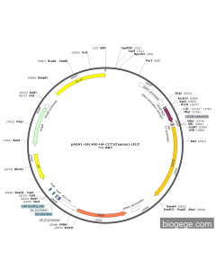 pADH1-GAL4AD-HA-CCT5(human)-LEU2