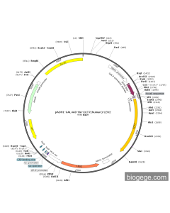 pADH1-GAL4AD-HA-CCT7(human)-LEU2