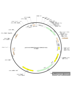 pLV3-U6-WWP2(human)-shRNA2-Puro