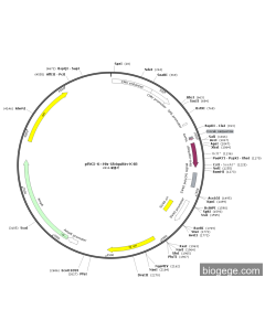 pRK5-6×His-Ubiquitin-K48