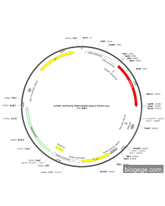 pCMV-mCherry-MIR185(human)-SV40-Neo