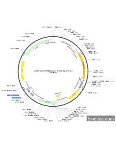 pCMV-MARCHF5(human)-6×His-SV40-Puro