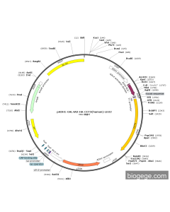pADH1-GAL4AD-HA-CCT3(human)-LEU2