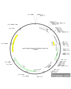 pU6-ST6GAL1(human)-shRNA1-SV40-Zeo